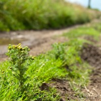 Pineappleweed